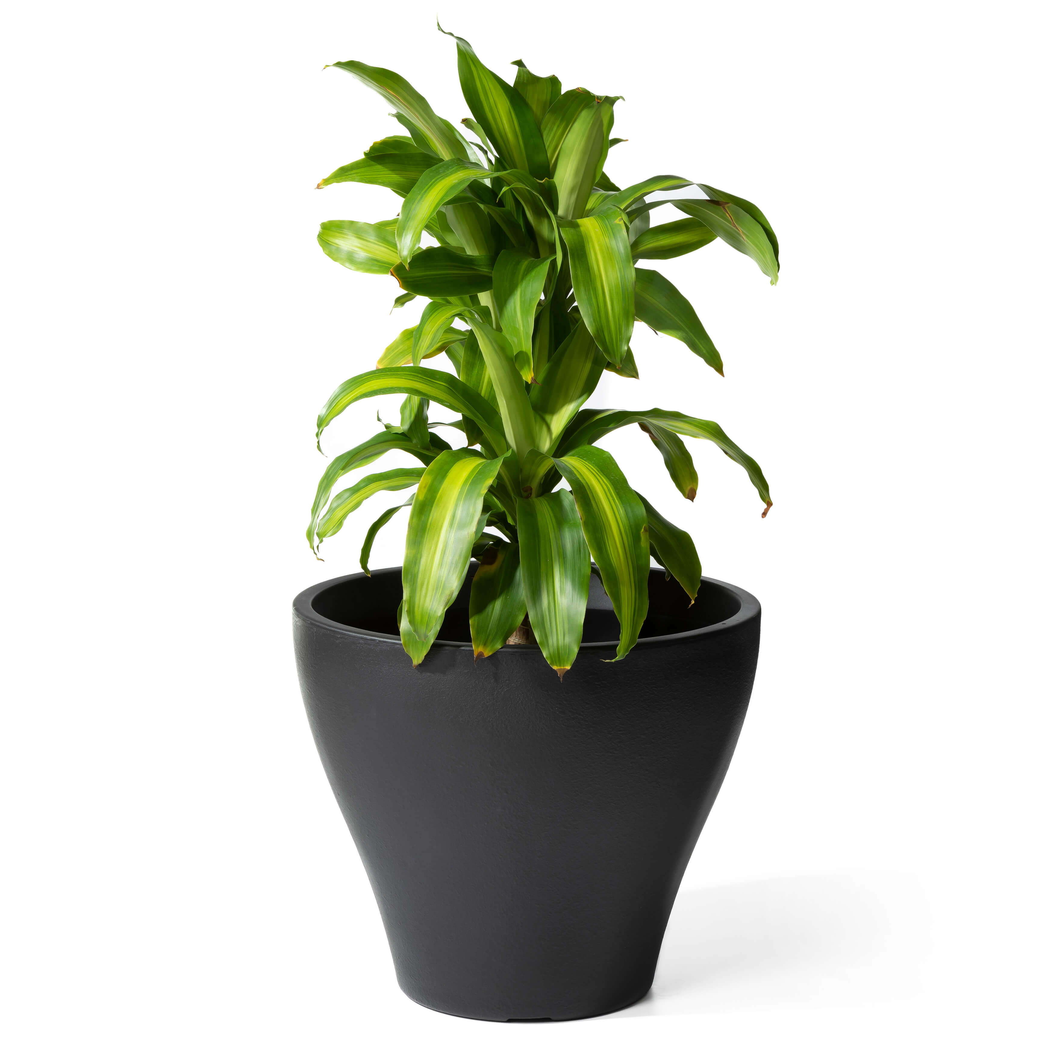 Fernway Planter - Onyx Black